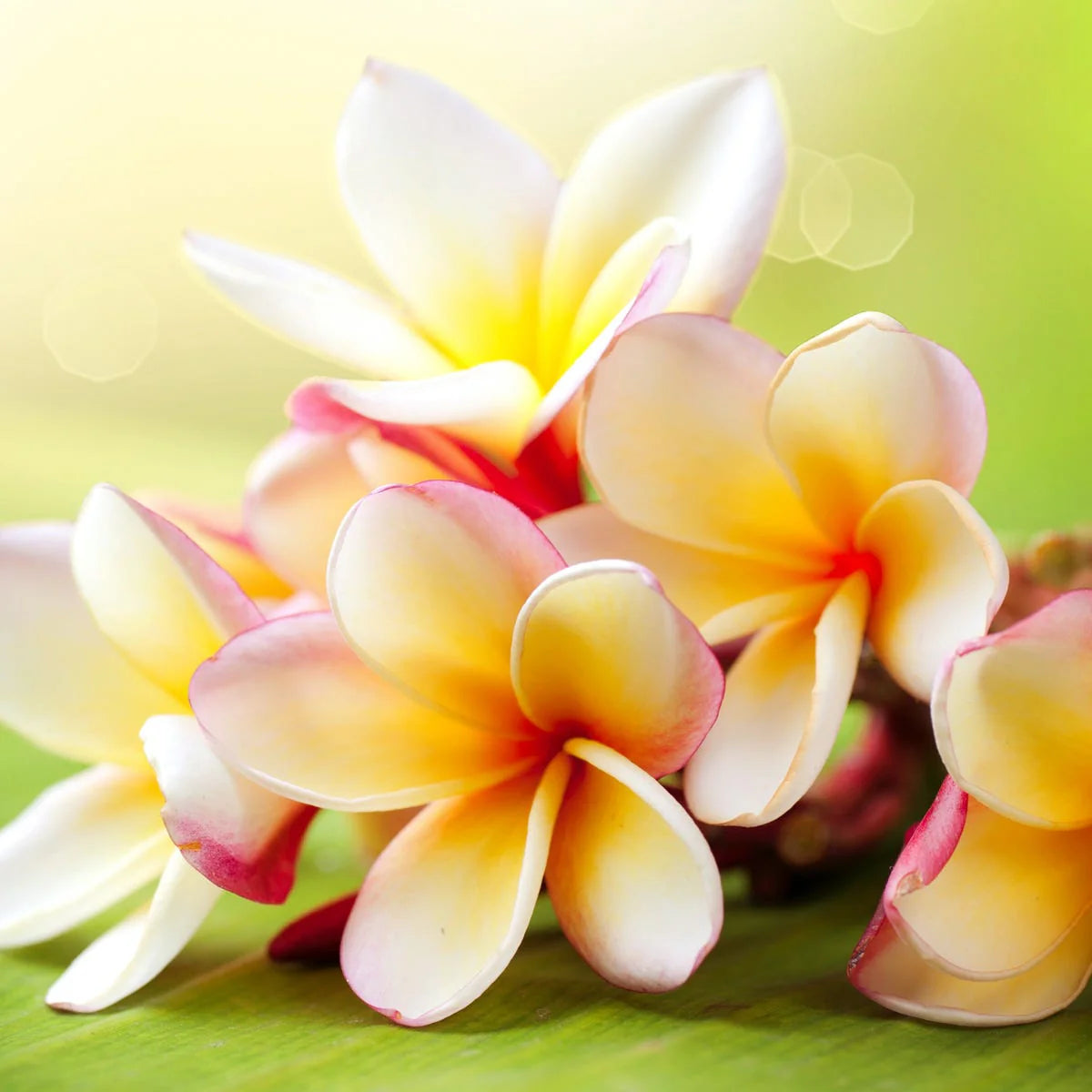 Frangipani Luxaroma