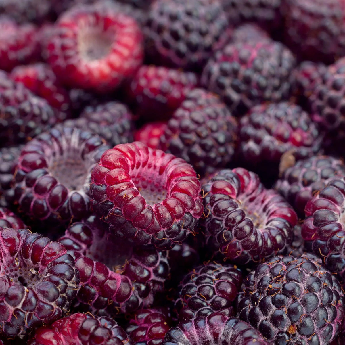Black Raspberry Luxaroma