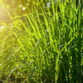 Wild Lemongrass Luxaroma