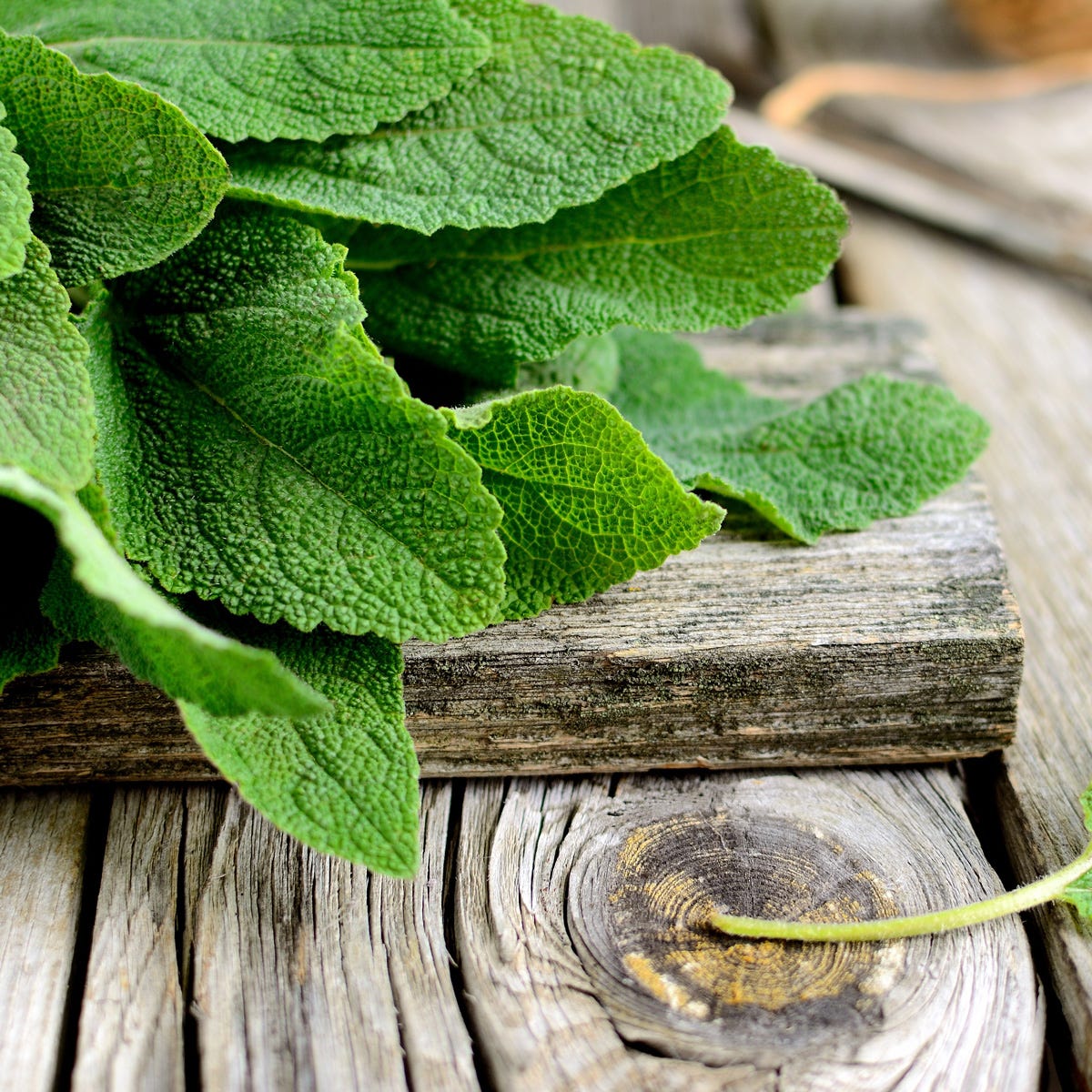 Fresh Sage & Driftwood Luxaroma