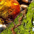 Amber Moss & Teak Luxaroma