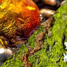 Amber Moss & Teak Luxaroma