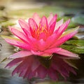 Lotus Flower Luxaroma