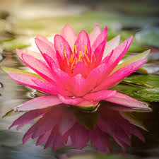 Lotus Flower Luxaroma