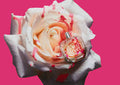 Electric Rhubarb Floral Street Type