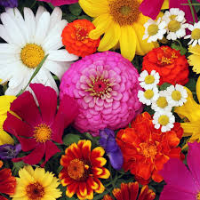 Flower Drum Type Luxaroma