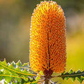 Bergamot & Banksia Luxaroma