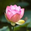Camellia & Pink Lotus Luxaroma