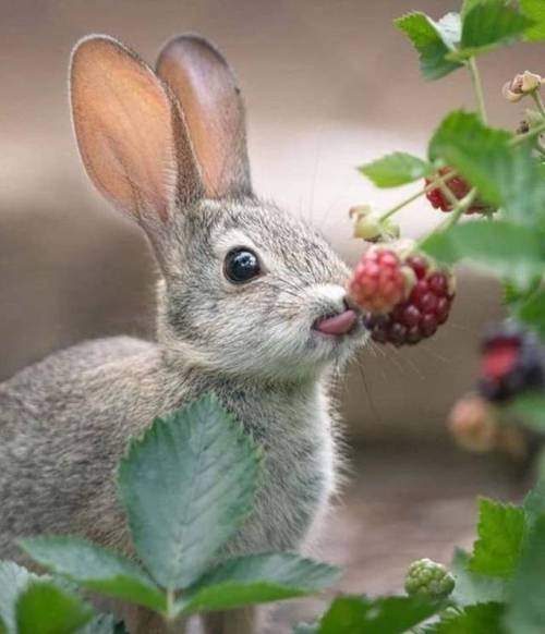 Bunny Berries Berry Bliss