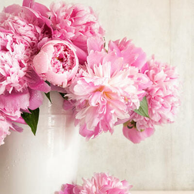 Peony Rose