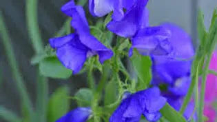 Sweet Pea