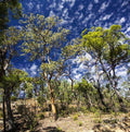 Aussie Bush Bulk Size