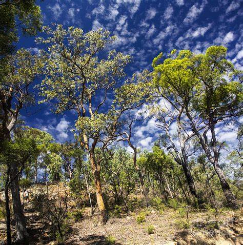 Aussie Bush