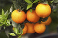 Chinotto