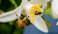 Aussie Florals & Honey (New Version)