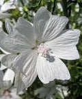 White Musk Type