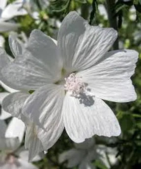 White Musk Type