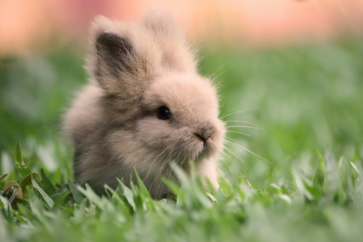 Bunny Fluff Vanilla Bean Marshmallow