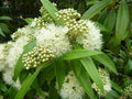 Lemon Myrtle