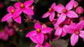 Boronia