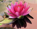 Pink Salt & Water Lily
