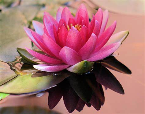 Pink Salt & Water Lily