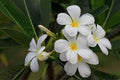 Frangipani & Lily Pilly