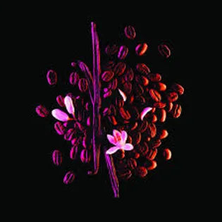 Black Opium Neon Type