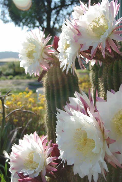 Cactus Blossom