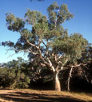 Rivergum