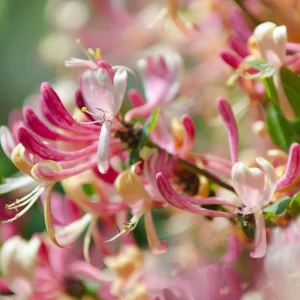 Japanese Honeysuckle  *Luxaroma*