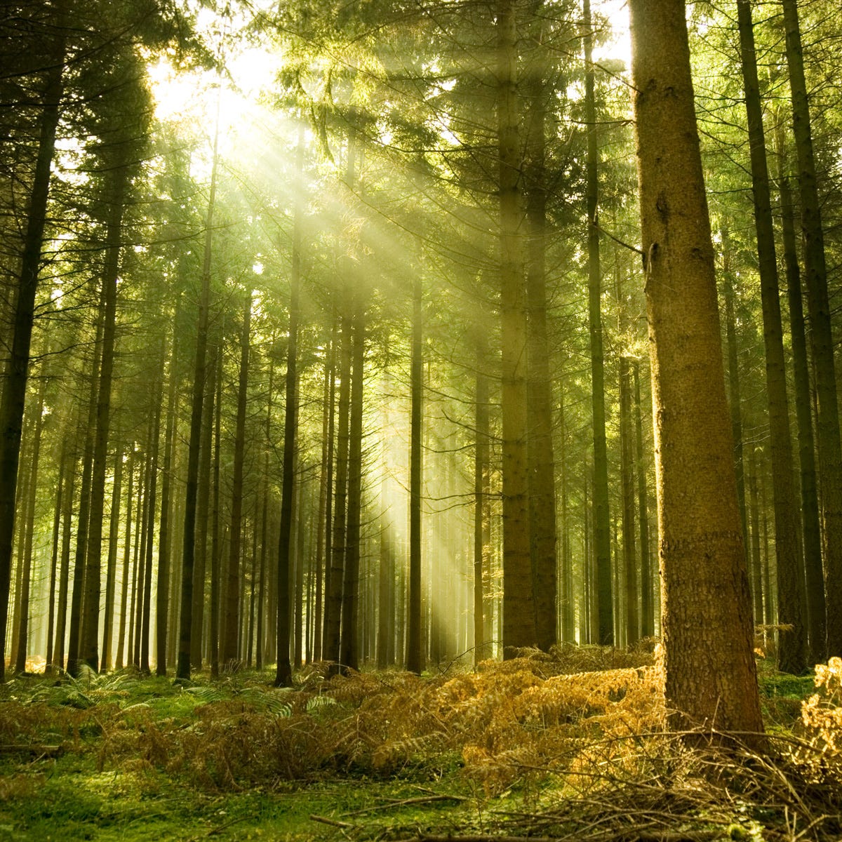 Scotch Pine * Luxaroma*