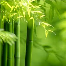 Fresh Bamboo