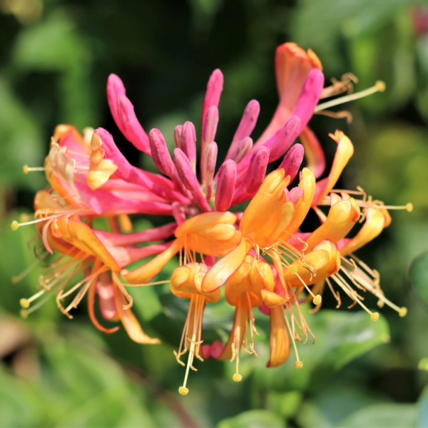 Japanese Honeysuckle