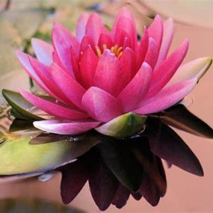 Pink Salt & Water Lily