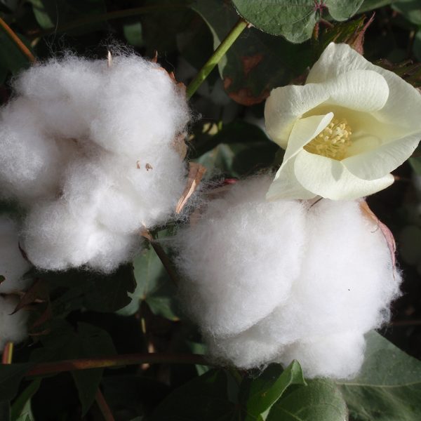 Cotton Blossom